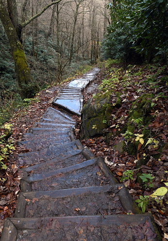 Wooden steps of the Chimney Tops Trail in Great Smoky Mountains National Park, in the rain,