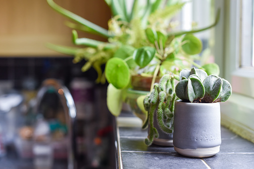 Small house plants in pots in a home interior room on the kitchen window ledge