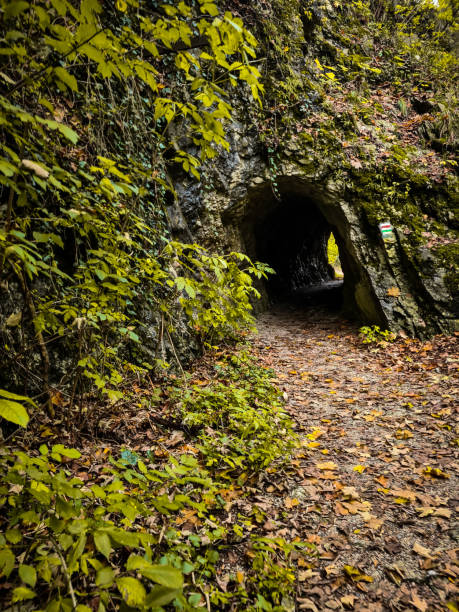 istock Little tunnel in the forest 1290588680