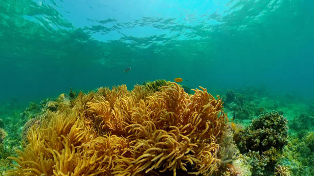 istock Coral reef and tropical fish underwater. Philippines 1290588737