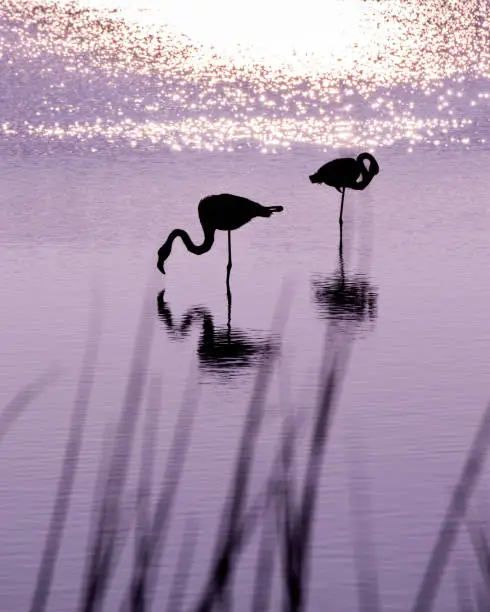 Two pink flamingos at purple sunset
Two pink flamingos silhouettes and their reflections on purple water, with plants in the foreground and a bokeh effect on the sun reflection. 
I took this photography on november 2020 in Camargue, France. 

The pink flamingo is one of the 340 species of birds of the Camargue fauna. It is perhaps the most attractive one. 

Since the beginning of the 70s, the largest colony of pink flamingos in the Western Mediterranean reproduces on a small island on the Camargue.

Scientists and nature-loving volunteers, have developped a vast program to protect pink flamingoes and offer them a comfortable home. The flamingo nesting site, which hitherto belonged to the Compagnie des Salins du Midi , since the end of 2008 has become on of the remarkable properties of the Academie du Littoral. While vigilance is always an issue to guarantee their reproduction, the colony living in the delta is exceptional and internationally recognised (10 to 15,000 couples each year). To observe the birds and their love dance without disturbing them, it is strictly necessary to take the advice and recommendations provided by the teams of the Camargue Regional Natural Park and bird protection associations. Free access is not authorised on the pink flamingos' nesting site to ensure the tranquility of this very apprehensive species. Guided tours are offered from April to September to discover this unique French site