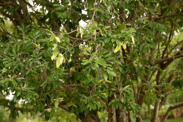 Foliage of oiti tree Foliage of the South American plant called oiti of the species Licania tomentosa chrysobalanaceae stock pictures, royalty-free photos & images