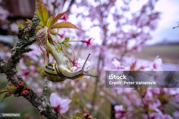 Cherry Tree Blossom Snail Stock Photo - Download Image Now - Escargot, Slug, Snail