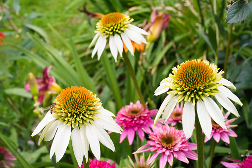 White echinacea with a blurry green background and pink echinacea.