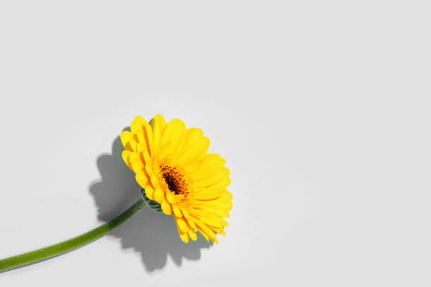 istock One yellow gerbera is refreshed by hard light on a gray background 1290592630