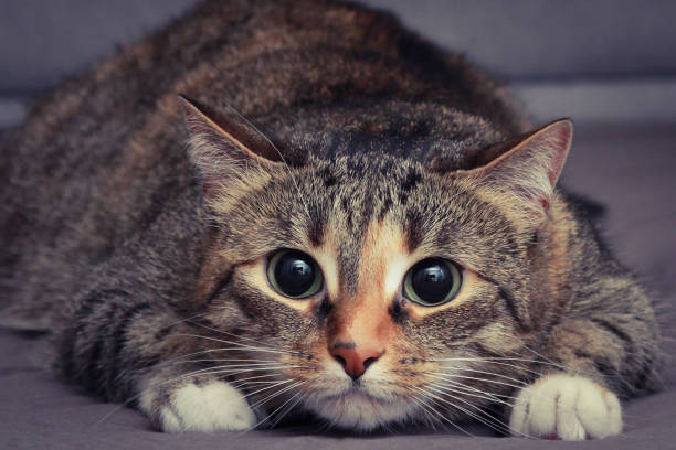 istock Domestic cat with wild look 1290593399