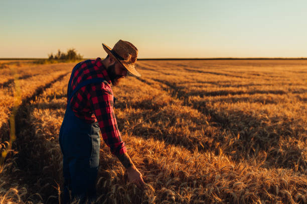 istock Growing your own is worth the effort 1290593425