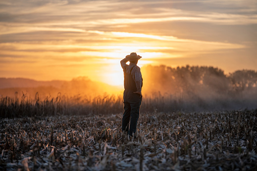 rear view of full length farmer standing in agriculture corn fields during harvesting.