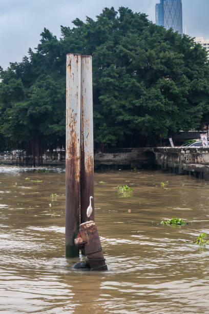 istock White egret bird perched on the Iron buoy at Chao Phraya River. 1290600175