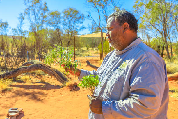 plantes de brousse aborigènes australiennes - northern territory aboriginal outback australian culture photos et images de collection