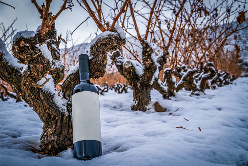 vineyard in winter with snow and bottle of red wine on the vines