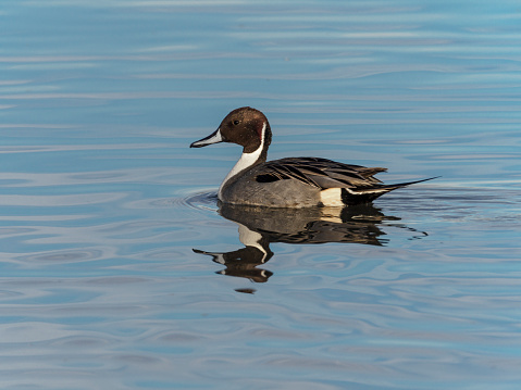 A male Northern Pintail Duck swimming in a pond in Western Oregon. Some rippled water is around the duck from movement in the water. Has a blue reflection from the sky and clouds. This is taken in the month of December.