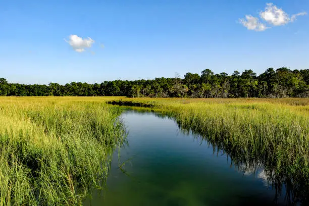 Photo of Lowcountry landscape of the Georgia Coast