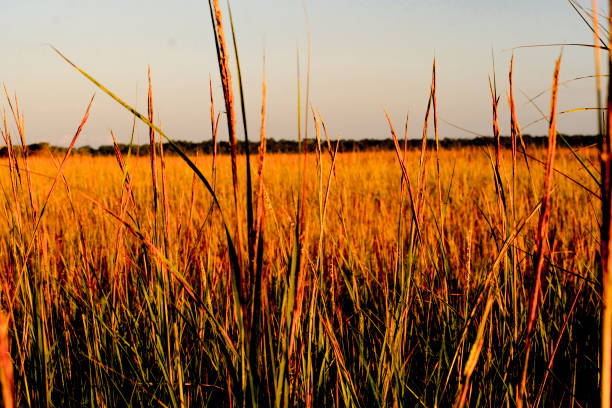 istock Grasslands at dusk along the Georgia Coast 1290605280