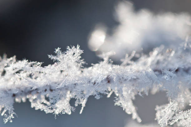 istock Rime on dead trees on a cold winter morning 1290608470