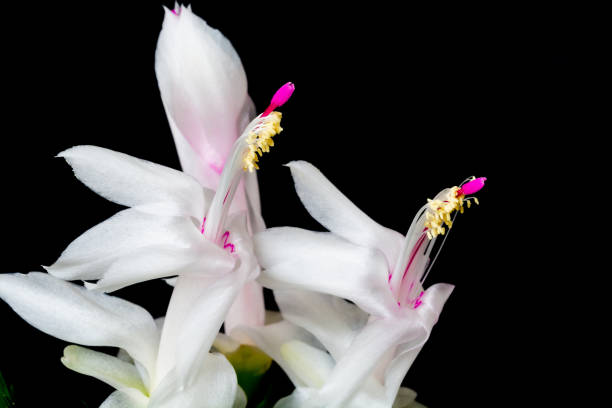 istock Close up of white cactus flowers on black background 1290608514
