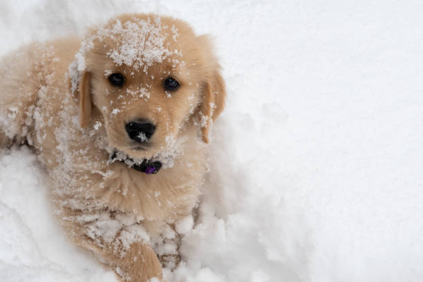 istock Snowflake on Puppy's Nose 1290613002