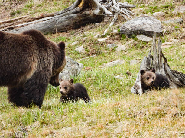istock Grizzly sow and cubs 1290614072