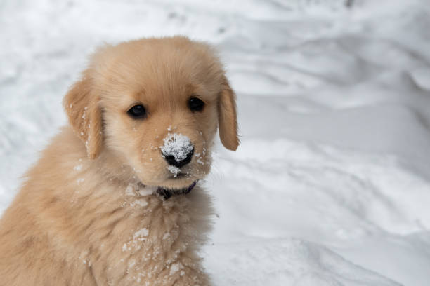 istock Winter Puppy Loving the Snow 1290614730