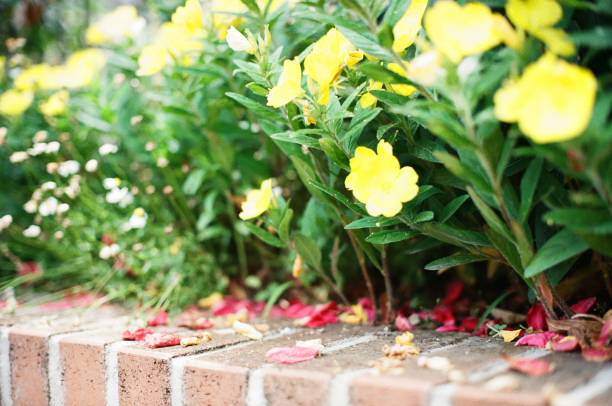 istock Flower in the park 1290614816