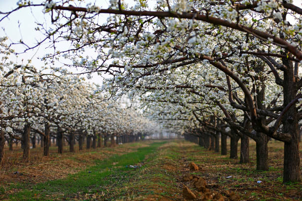 istock Blooming pear flower, very beautiful 1290614833