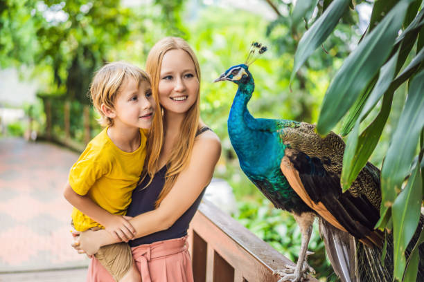 maman et fils heureux de famille observant le paon dans le stationnement - zoo photos et images de collection