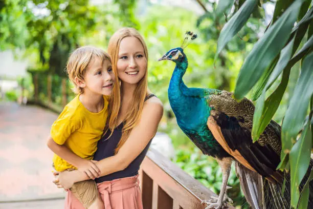 Photo of Happy family mom and son watching peacock in the park