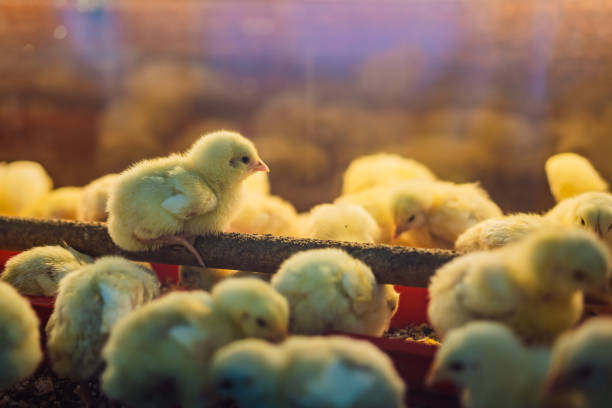 istock Large group of newly hatched chicks on a chicken farm 1290615710