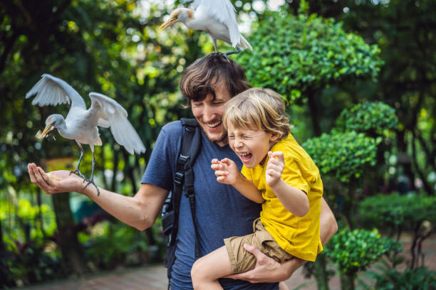 padre e hijo alimentando ibes en el parque. pequeña egret cattle egret bubulcus ibis waters edge. la familia pasa tiempo en el parque juntos - aviary fotografías e imágenes de stock