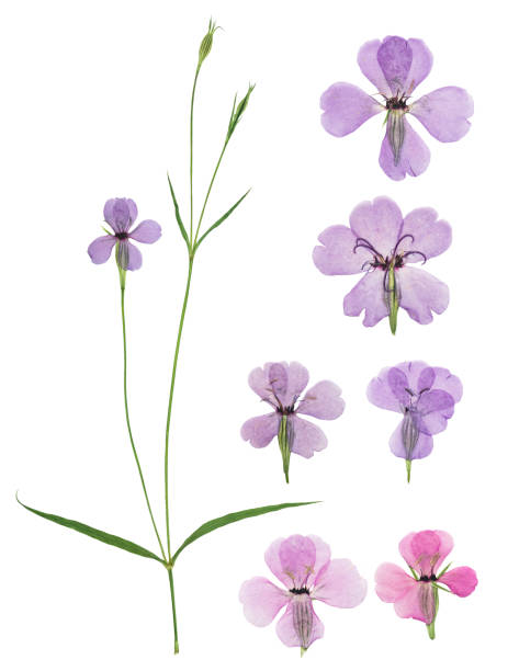 istock Pressed and dried flowers viscaria. Isolated on white background. For use in scrapbooking, floristry or herbarium. 1290616785