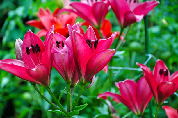 istock Red flowers are daylilies or Hemerocallis. 1290619644