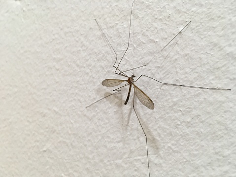 Korean mosquito