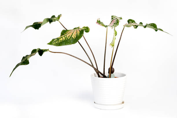 istock Potted house plant isolated on white background 1290620635