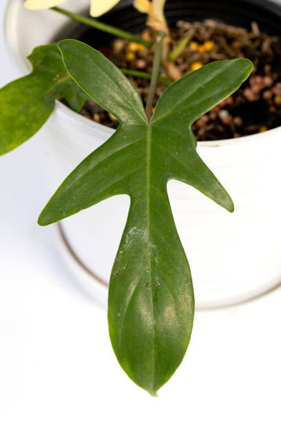 istock Potted house plant isolated on white background 1290623662