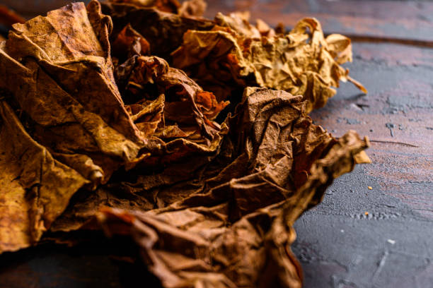 dry leafs tobacco close up Nicotiana tabacum and tobacco leaves on old wood planks table dark side view space for text dry leafs tobacco close up Nicotiana tabacum and tobacco leaves on old wood planks table dark side view space for text. nightshade family photos stock pictures, royalty-free photos & images