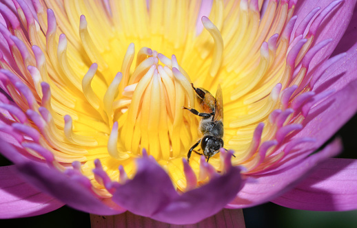 Close up bee collecting pollen from pink lotus flower