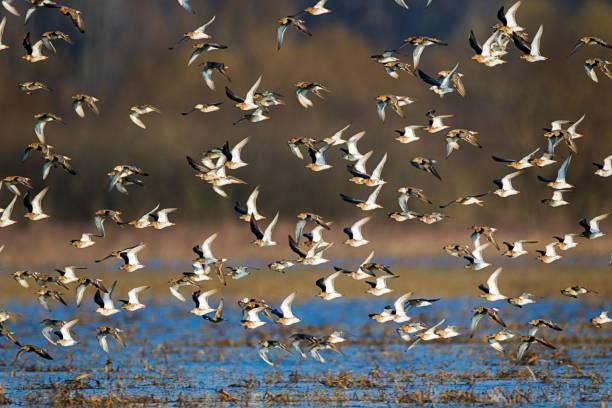 istock The ruffs in migration over Lonjsko polje, Croatia 1290626421