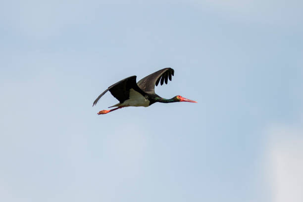 Blak stork from (Ciconia nigra) in flight against the blue sky, Lonjsko polje, Croatia
