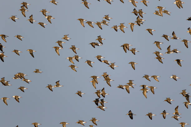 The ruffs in migration over Lonjsko polje, Croatia The ruffs in migration over Lonjsko polje, Croatia philomachus pugnax stock pictures, royalty-free photos & images