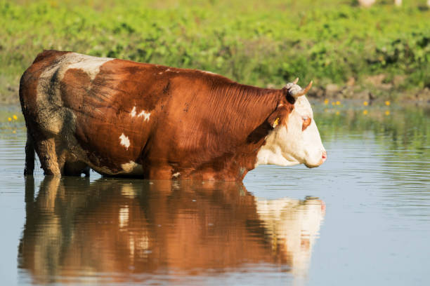 istock Cows are refreshing on a hot summer day in Lonjsko polje, Croatia 1290626515