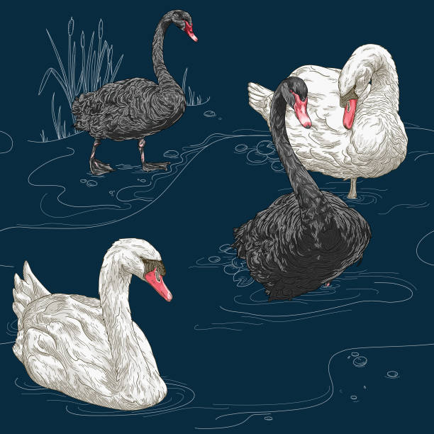 Detailed Vintage Elegant Swan Seamless Pattern Detailed line art of black and white swans adorn this seamless pattern in a vintage style. Global colours, easy to change. romantic styles stock illustrations