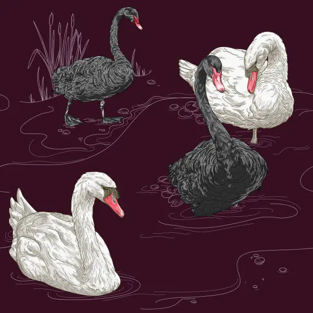 Vector illustration of Detailed Vintage Elegant Swan Seamless Pattern