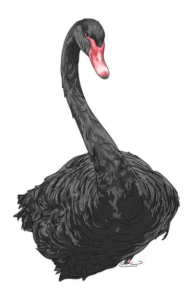 Vector illustration of Detailed Line Art Black Swan