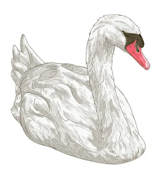 Vector illustration of Detailed Line Art White Mute Swan