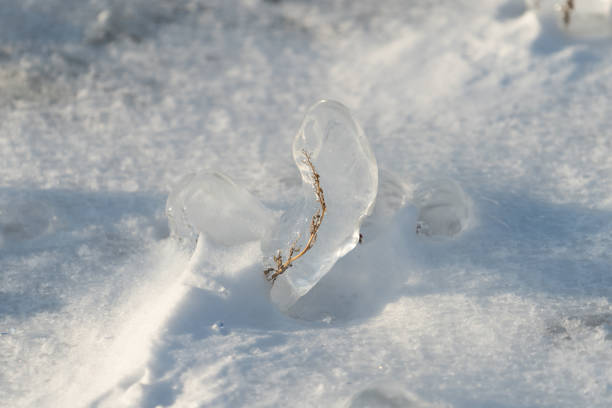 Natural background with ice crystals on plants after an icy rain. Vladivostok, Russia 2020