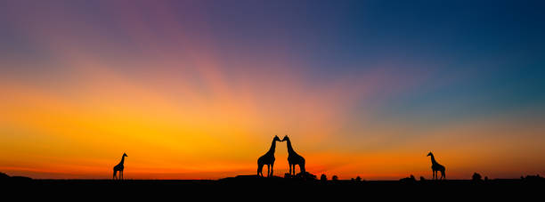 istock Amazing sunset and sunrise.Panorama silhouette tree in africa with sunset.Tree silhouetted against a setting sun.Safari theme. 1290628548