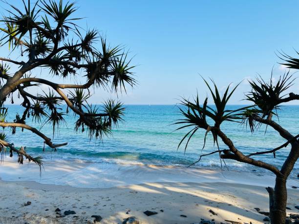 tea tree bay - noosa heads nationalpark - coastline noosa heads australia landscape stock-fotos und bilder