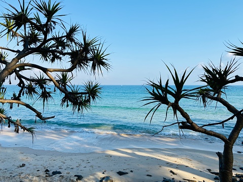 Horizontal landscape photo of the beautiful view of the sand beach, Pandanus palms and the blue Pacific Ocean in Tea Tree Bay in the Noosa Heads National Park in Queensland on a sunny day in Summer under a blue sky.
