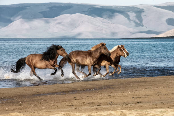 le cheval du chinggis khaan - travel nature outdoors independent mongolia photos et images de collection