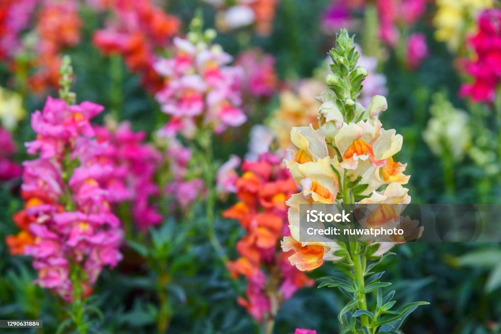 Beautiful Antirrhinum majus dragon flower also known as Snap Dragons and Tagetes patula Beautiful Antirrhinum majus dragon flower also known as Snap Dragons and Tagetes patula (French Marigolds) is blooming in the garden. Snapdragon Stock Photo